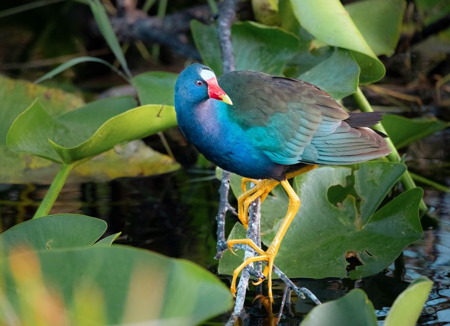 Everglades National Park: Mangrove Tunnel Kayak Eco-Tour - Mangroves plus Everglades history, explained in plain talk