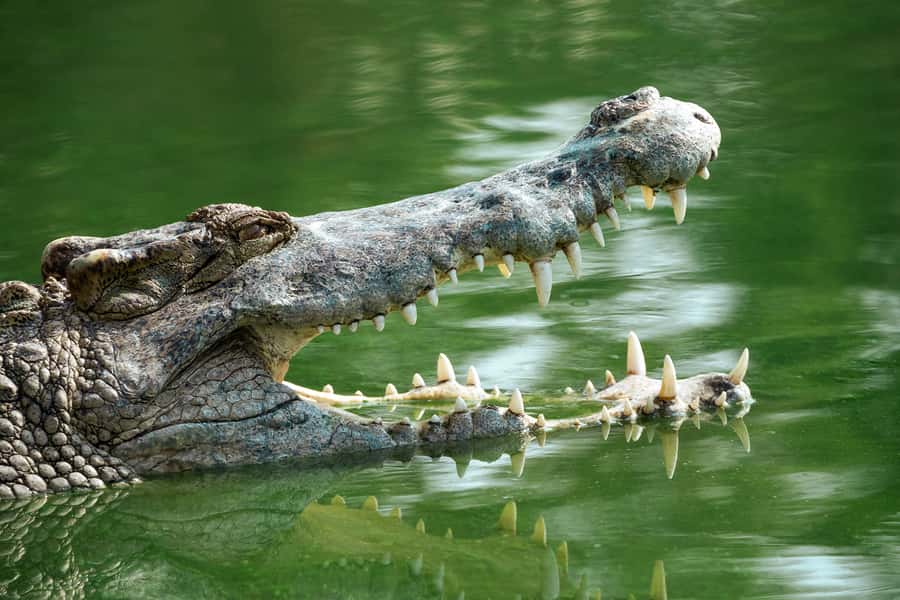 Everglades National Park: Mangrove Tunnel Kayak Eco-Tour - Price and value: why $109 can feel fair here
