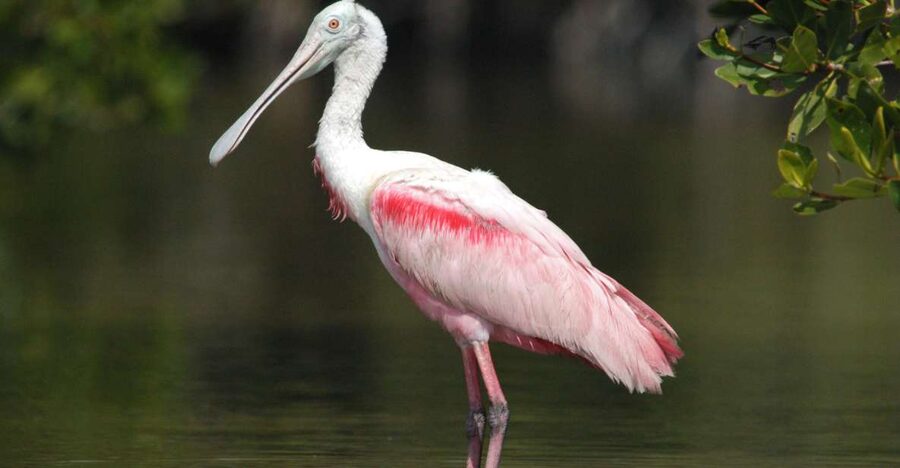 Everglades National Park: Private 2.5-Hour Photo Safari - Key things to know before you go