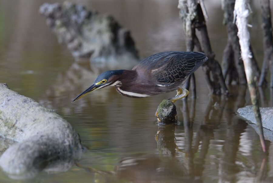 Everglades National Park: Private 2.5-Hour Photo Safari - Private Everglades birding, with your camera as the priority