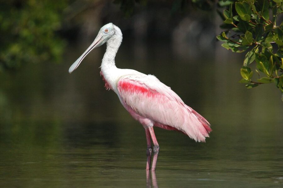 Everglades National Park: Private 2.5-Hour Photo Safari - Why a quiet power boat matters for bird photos