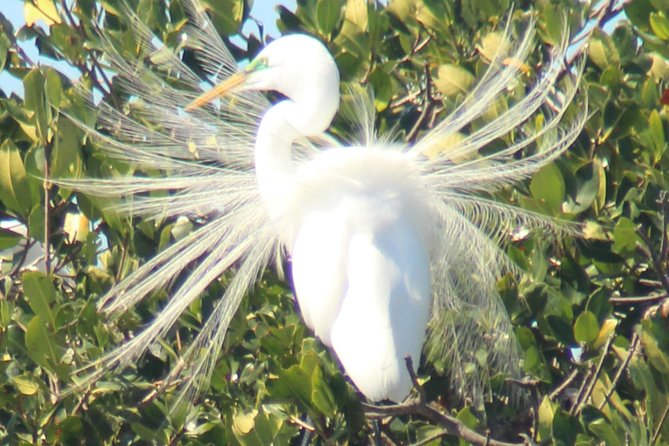 Everglades Small Group Guided Boating & Walking Tour Expedition - Wildlife Spotting That Actually Fits the Weather and Season