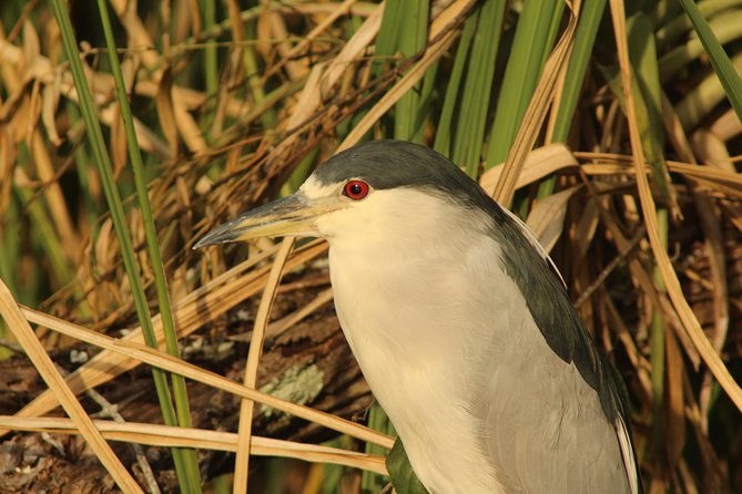 Everglades Small Group Guided Boating & Walking Tour Expedition - History and Conservation Stories, Told With a Practical Lens