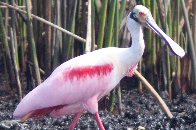 Everglades Small Group Guided Boating & Walking Tour Expedition - Duration, Timing, and What a “Mid-Afternoon or Evening Return” Means