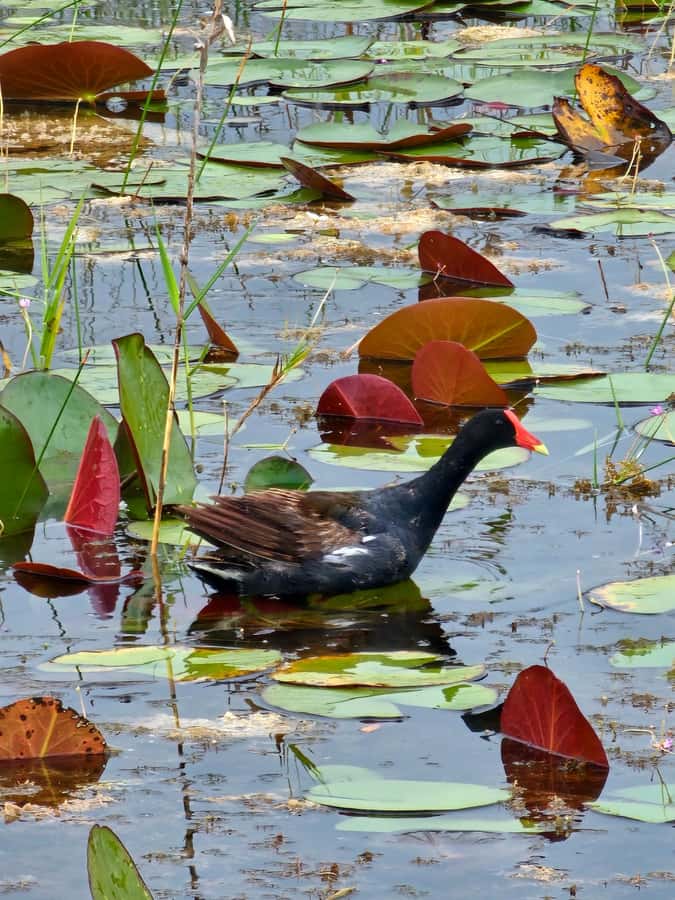 Everglades Small Group on Airboat with Transportation - Alligators in the wild: what you can expect, and what you should not assume