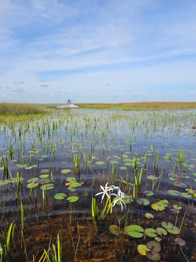Everglades Small Group on Airboat with Transportation - Price and value: does $72 feel fair?