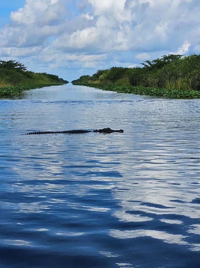 Everglades Small Group on Airboat with Transportation - Black Sprinter hotel pickup, and why your morning timing matters