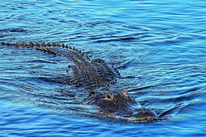 Everglades Small-Group Tour from Miami with Transportation - The ride from Miami: black Mercedes Sprinter comfort, plus real narration