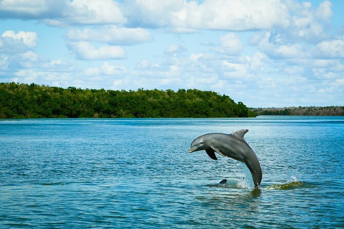 Everglades Tour w/ Biologist Led WET walk + 2 Boat Trips + Lunch! - Key highlights worth getting excited about