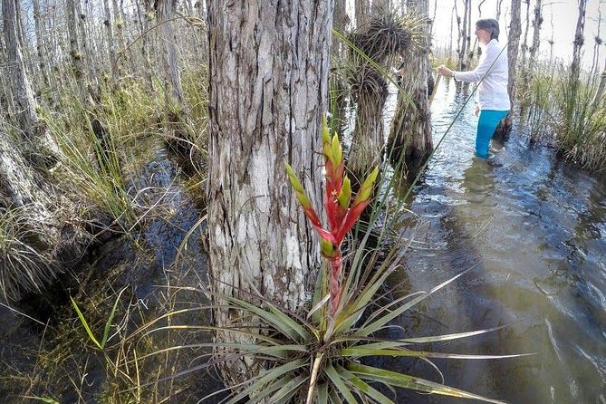 Everglades Tour w/ Biologist Led WET walk + 2 Boat Trips + Lunch! - Morning pickup and the long, smart route out to the Everglades