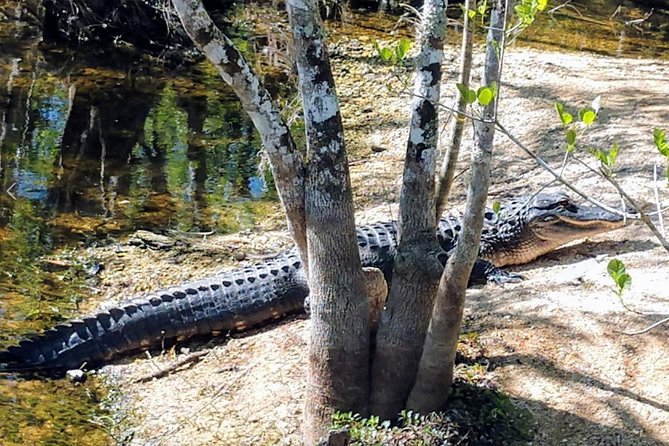 Everglades Tour w/ Biologist Led WET walk + 2 Boat Trips + Lunch! - Price check: why $389 can make sense for a day this packed