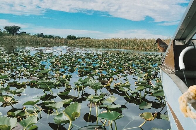 Everglades Tour with professional Tourguide inclusive pickup - Entering Everglades National Park: what the first stretch sets up