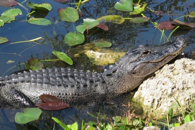 Everglades Wildlife Tour: Airboat & Alligator Habitat Experience - Who This Everglades Wildlife Tour Fits Best