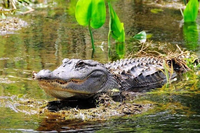 Everglades Wildlife Tour: Airboat & Alligator Habitat Experience - Everglades National Park Time and the Gator Show Reality