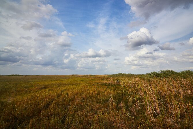 Flamingo Everglades Boat Tours - Wildlife and mangrove details you can actually watch for