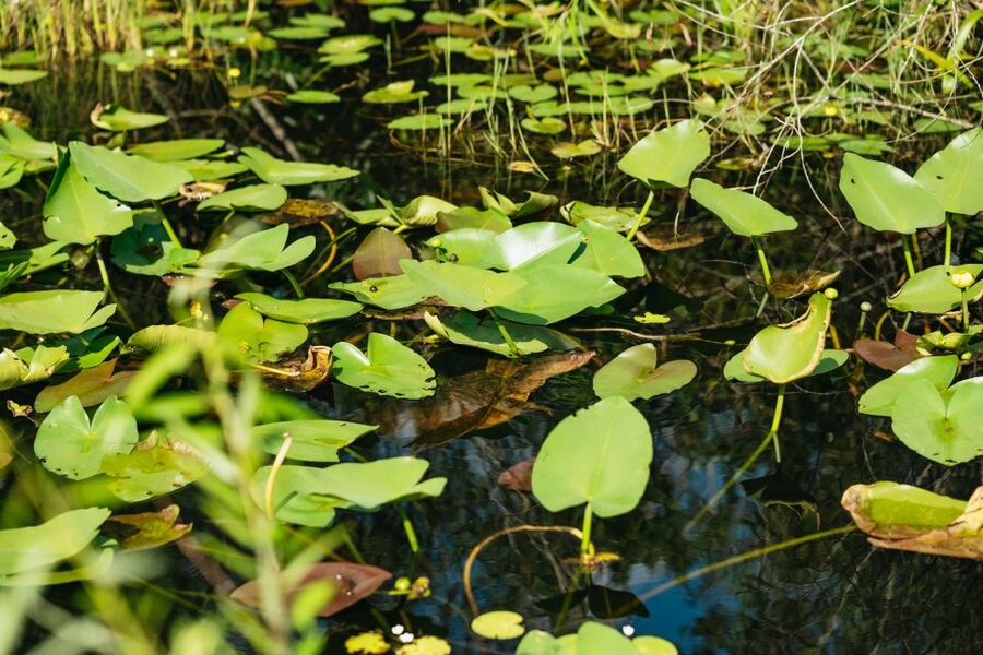 From Miami: Everglades Airboat Ride and Nature Walk - Wildlife viewing tips that actually help you on the day