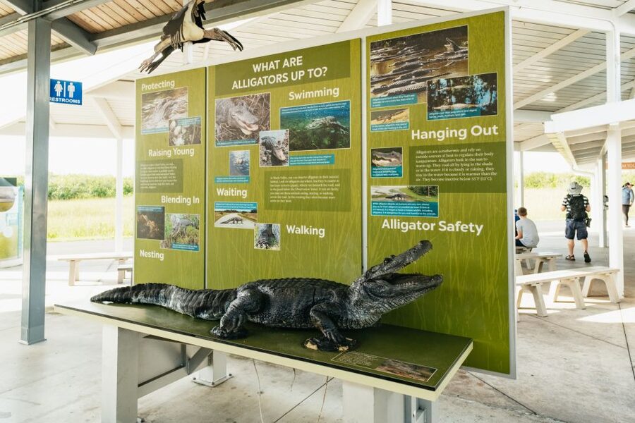 From Miami: Everglades Airboat Ride and Nature Walk - Should you book this Everglades airboat and nature walk?
