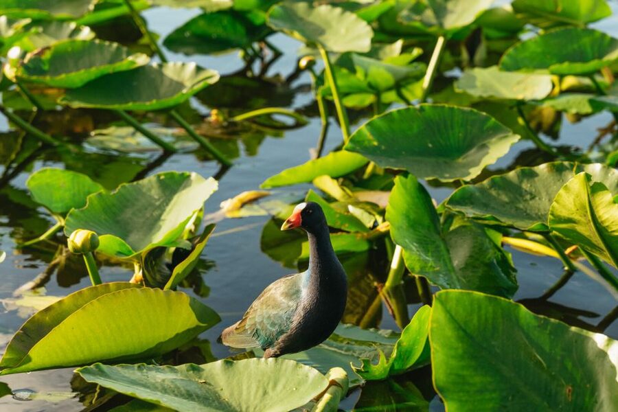 From Miami: Everglades Airboat, Wildlife Show & Bus Transfer - The wildlife and alligator show: education, entertainment, and a few mixed feelings