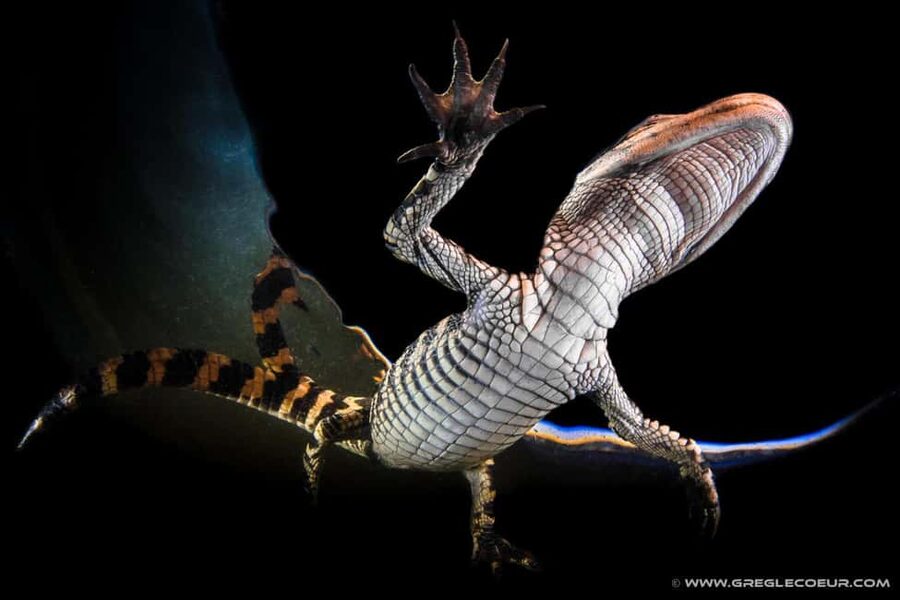 From Miami: Everglades at Night with Guided Airboat Tour - Night Airboat Magic: Why the Everglades Feel Different After Dark