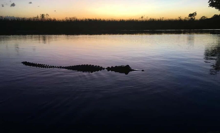 From Miami: Everglades at Night with Guided Airboat Tour - Should You Book the Everglades at Night With Guided Airboat From Miami?