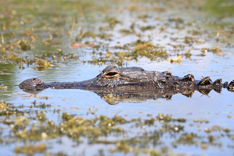 From Miami: Everglades Tour w/ Wet Walk, Boat Trips, & Lunch - Key highlights worth planning around