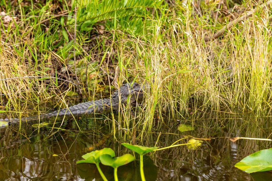 From Miami: Everglades Wildlife Show, Airboat & Bus Transfer - Getting to Everglades Park: Plan for Time and the Small Extra Fee