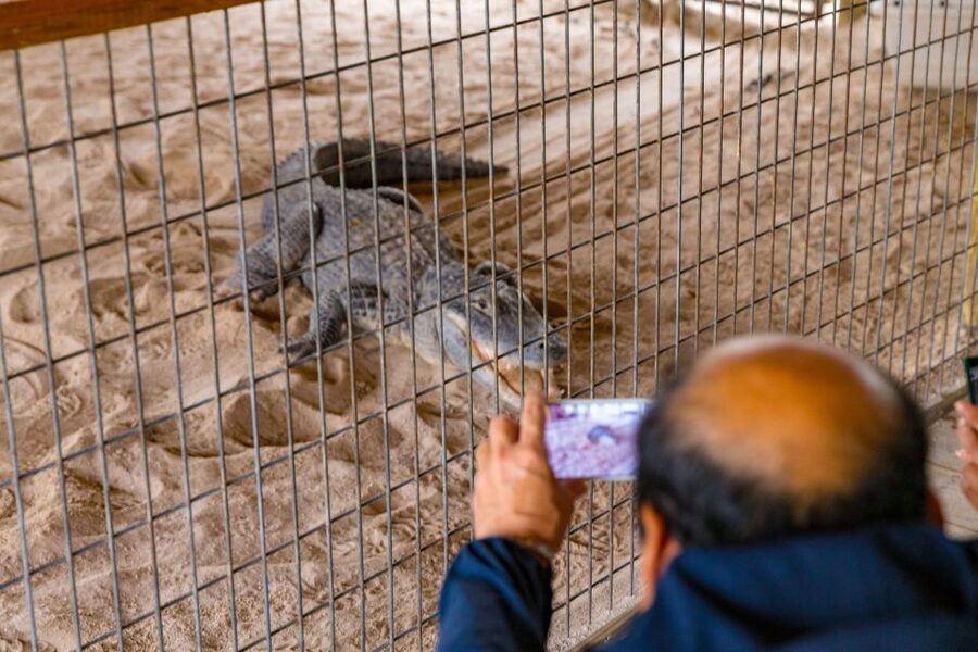 From Miami: Everglades Wildlife Show, Airboat & Bus Transfer - The Live Alligator Show: When Training Turns Scary Into Understandable