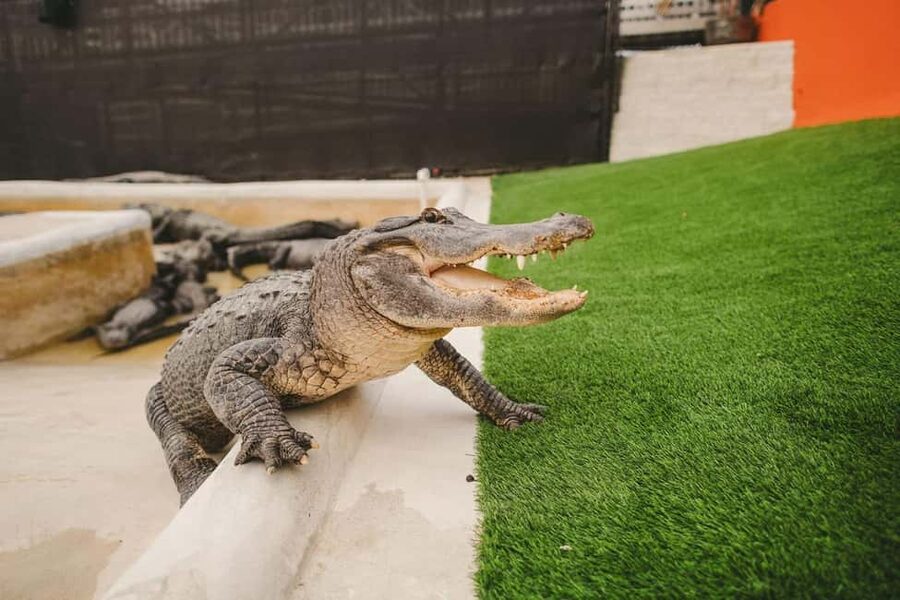 From Miami: Everglades, Wildlife Show, & Hop-on Hop-off Tour - Getting to Everglades Holiday Park from Miami Beach or Downtown