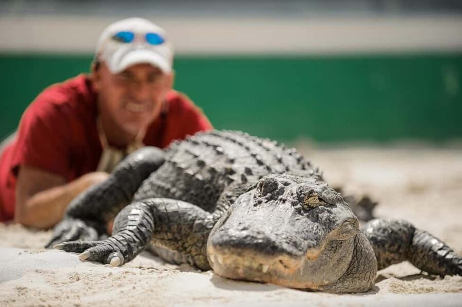From Miami: Everglades, Wildlife Show, & Hop-on Hop-off Tour - The 45-minute airboat: what you’re likely to see, and how to actually spot it