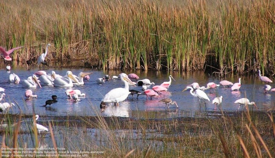 Half-Day Everglades Airboat Tours and Transportation - The airboat ride: wetlands, mangrove tunnels, and the River of Grass