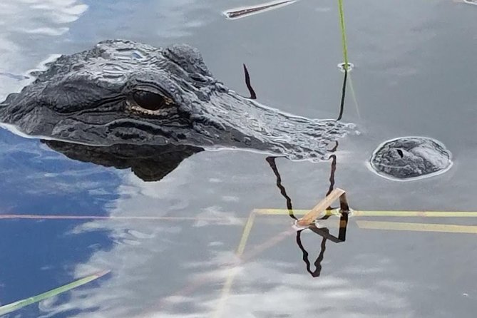 Half-day Everglades National Park Tour and 1-Hour Air Boat Ride - Why This Half-Day Everglades Combo Actually Works