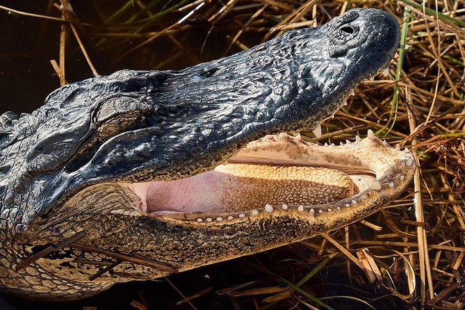 Half-day Everglades National Park Tour and 1-Hour Air Boat Ride - Everglades National Park Walk: Gators, Birds, and Real Habitat