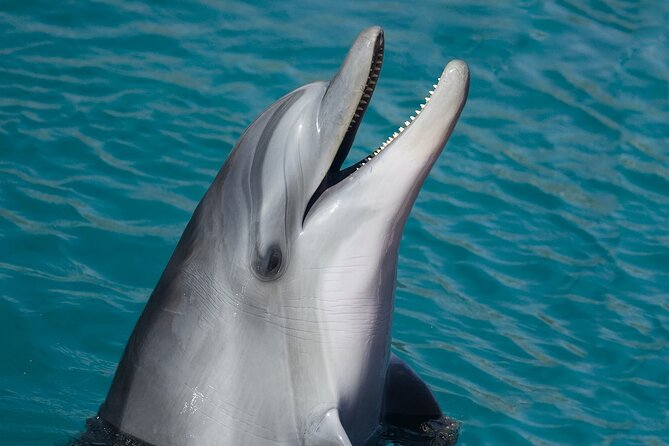 Key West day trip from Miami with upgrades - A Long Day That Lets You See Key West Efficiently