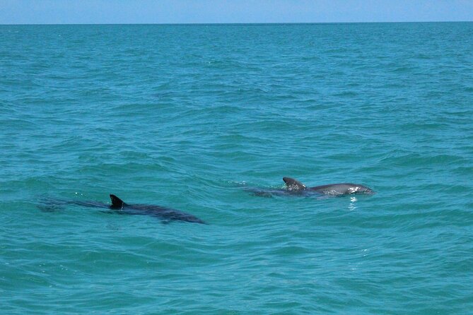 Key West Tours from Miami: Dolphin Discovery, Snorkeling & More ! - Key West Water Time: What You Can Expect Once You Arrive
