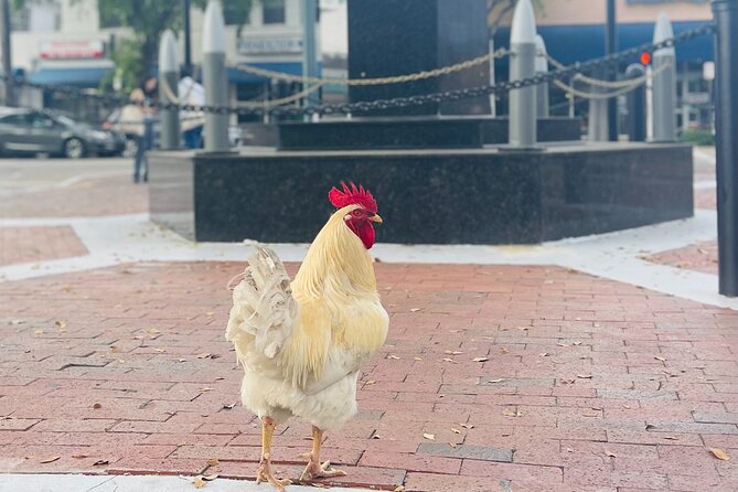 Little Havana Walking Tour with Optional Lunch or Rum Upgrade - Party Cake Bakery: Cuban sodas and finger foods that are easy to love
