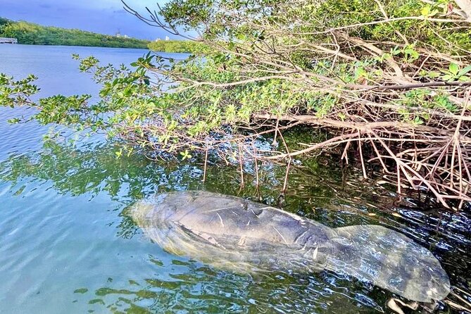 Manatee Season Guided Paddle Tour from Virginia Key - Key Tour Highlights Worth Your Time