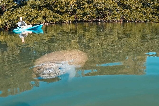 Manatee Season Guided Paddle Tour from Virginia Key - Virginia Key Launch: Lamar Lake, Biscayne Bay, and Atlantic Views