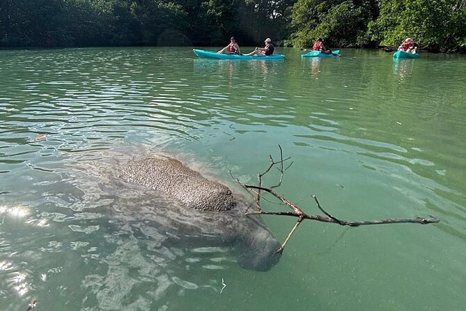 Manatee Season Guided Paddle Tour from Virginia Key - Manatee Season Timing: When Your Odds Get Better
