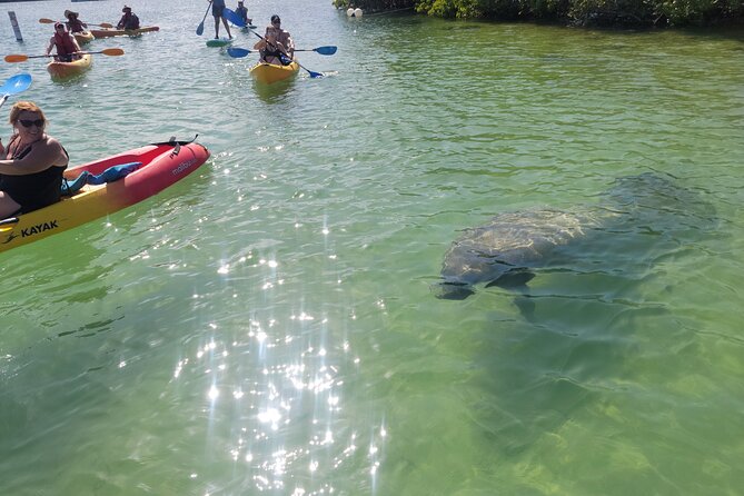 Mangrove Jungle Exploration on SUP/Kayak - Key Things You Will Remember From This Mangrove SUP/Kayak Tour