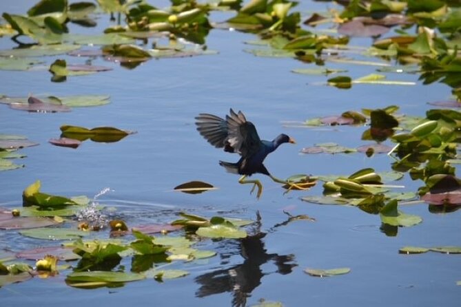 Miami: 60 Minute Private Everglades Airboat Ride - Timing It Right: Morning and Afternoon Options Plus Weather Reality