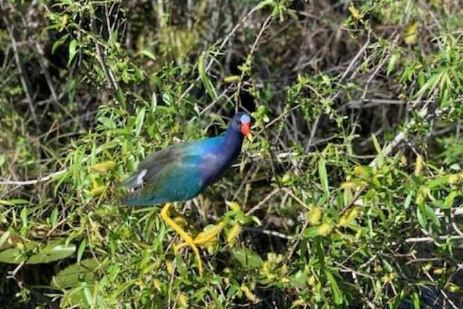 Miami: 90 Minute Private Everglades Airboat Ride - Key things to know before you book