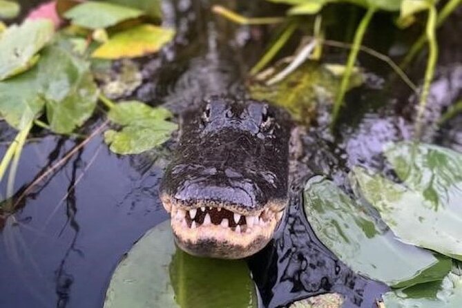 Miami: 90 Minute Private Everglades Airboat Ride - The 5334 FL-90 Meeting Point, and How the Timing Feels