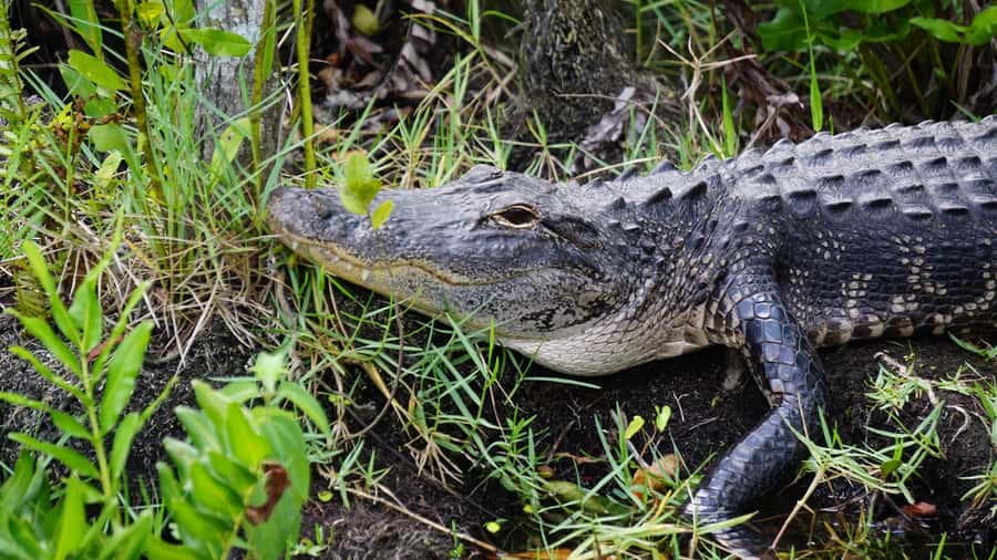 Miami: Alligator Spotting Airboat and Wildlife Reserve - The alligator show: Seminole handling methods and up-close reality