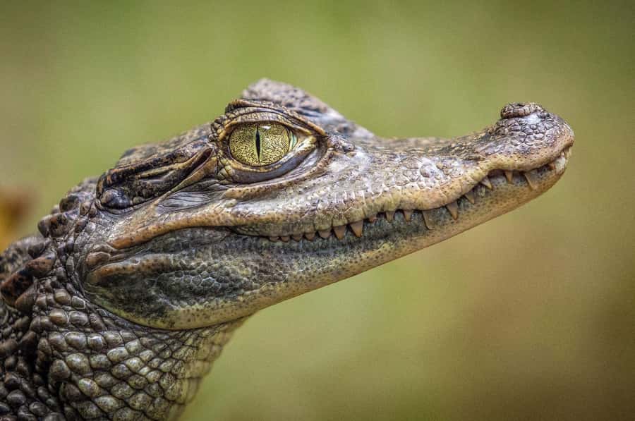 Miami: Alligator Spotting Airboat and Wildlife Reserve - How to make animal spotting feel rewarding, not random