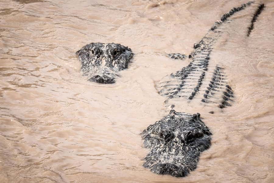 Miami: Alligator Spotting Airboat and Wildlife Reserve - Who this Everglades airboat and wildlife show tour fits best