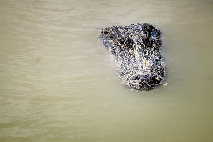 Miami: Alligator Spotting Airboat with Pick-Up/Drop-off - Key Highlights You Should Know