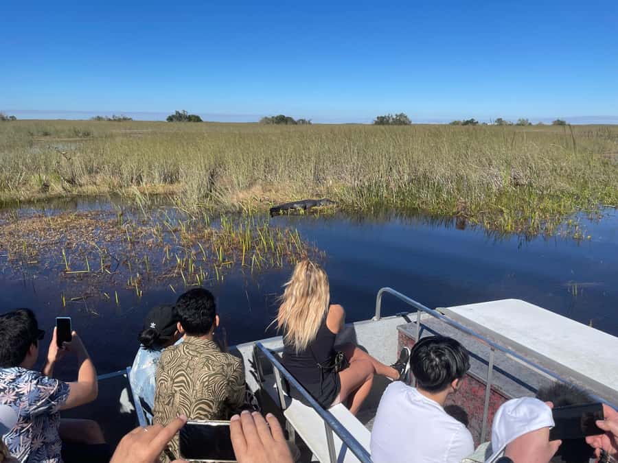 Miami: Alligator Spotting Airboat with Pick-Up/Drop-off - Everglades Alligator Spotting on an Airboat, With Real Context