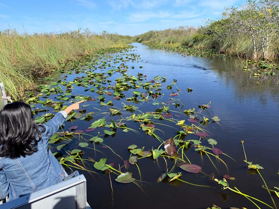 Miami: Alligator Spotting Airboat with Pick-Up/Drop-off - Value Check: Is a $67 Half-Day Airboat Tour a Good Deal?