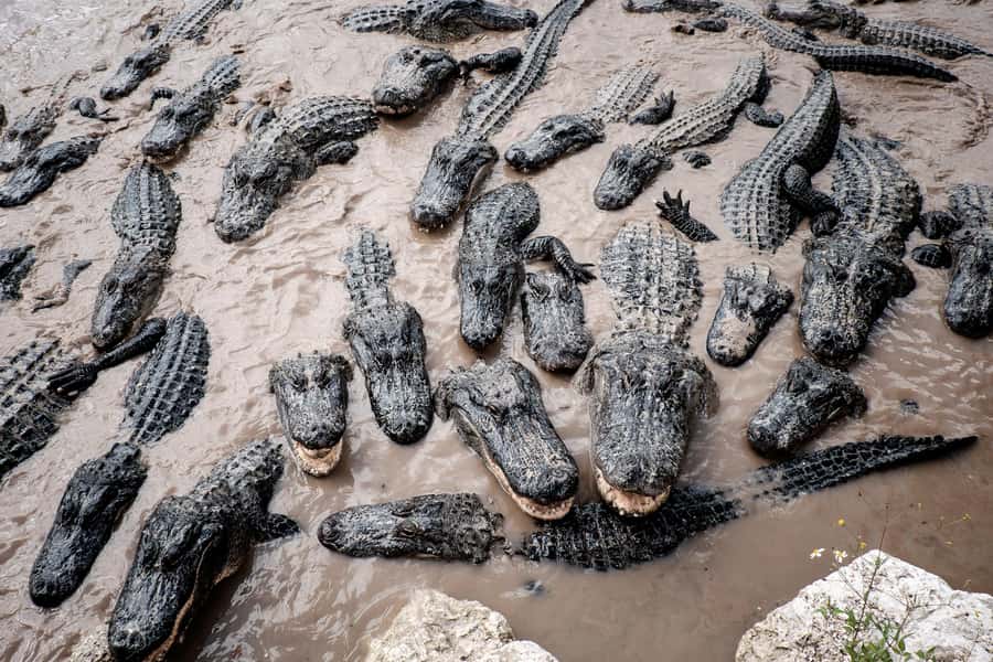 Miami: Alligator Spotting Airboat with Pick-Up/Drop-off - Getting the Most From Your Day: Smart Planning Before You Go