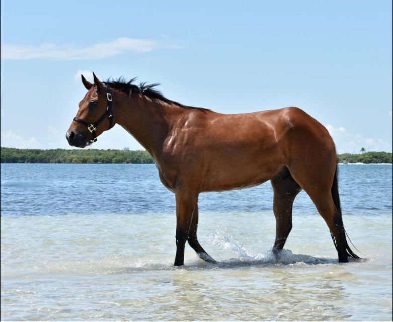Miami: Beach Horse Ride & Nature Trail - Beach Time, Photos on White Sands, and That Trot Moment